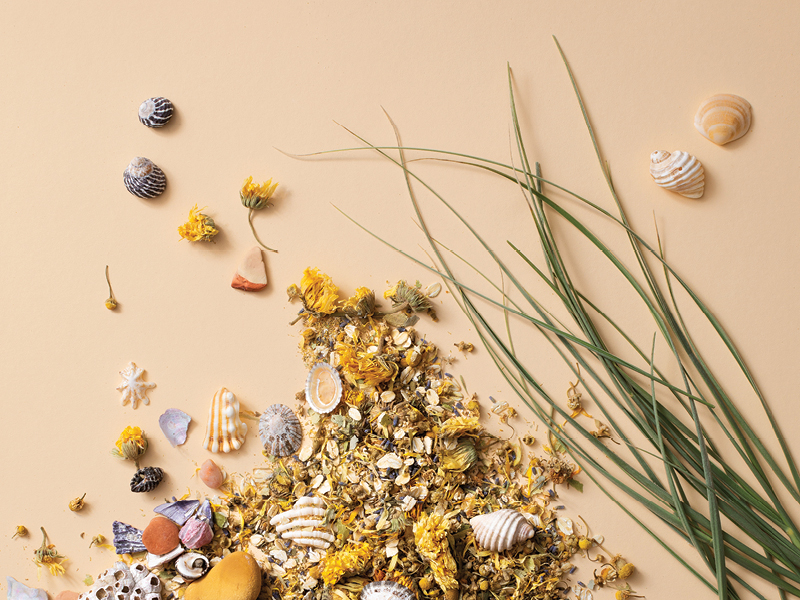 Flat lay of natural ingredients including dried flowers, sea shells, and botanicals – inspiration for Willow by the Sea organic skincare.
